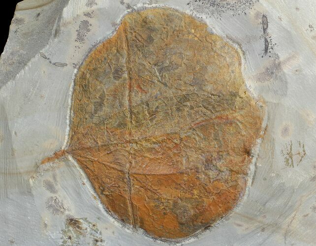 Detailed Fossil Leaf (Zizyphoides) - Montana #68344